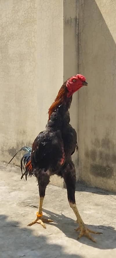 High Quality Aseel Patha available. . .