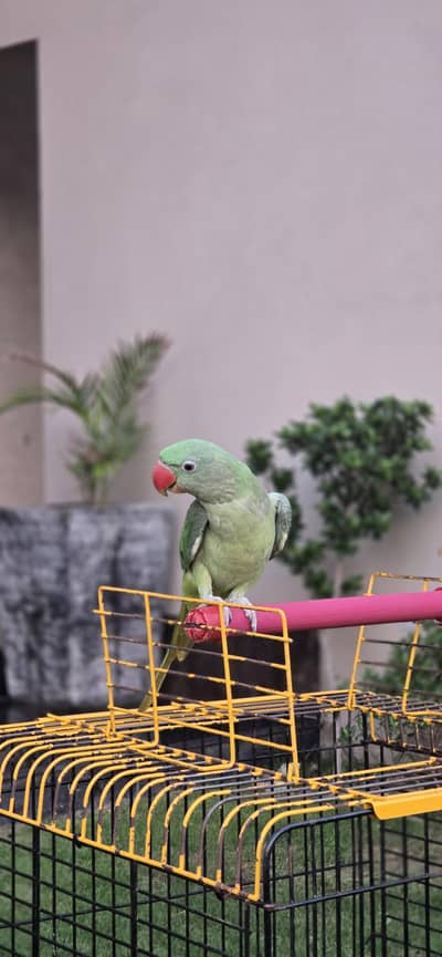 Alexander Raw Ring Talking Parrots