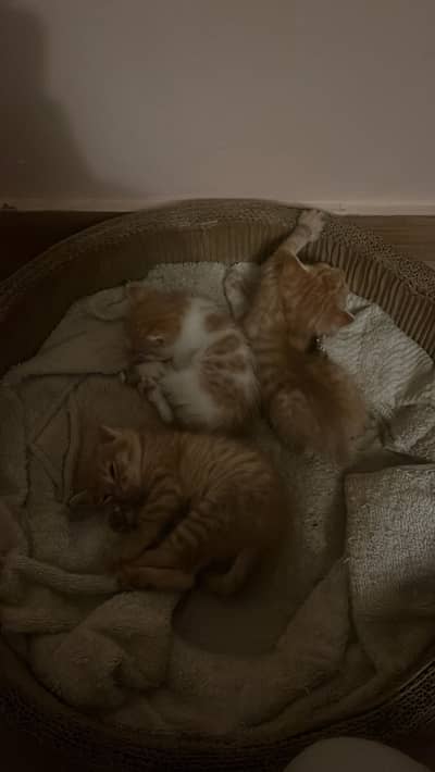 kittens