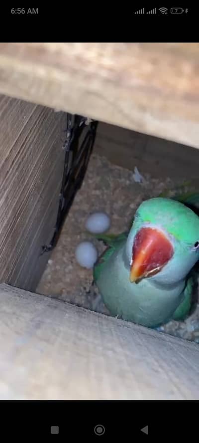 Raw breeder pair with eggs