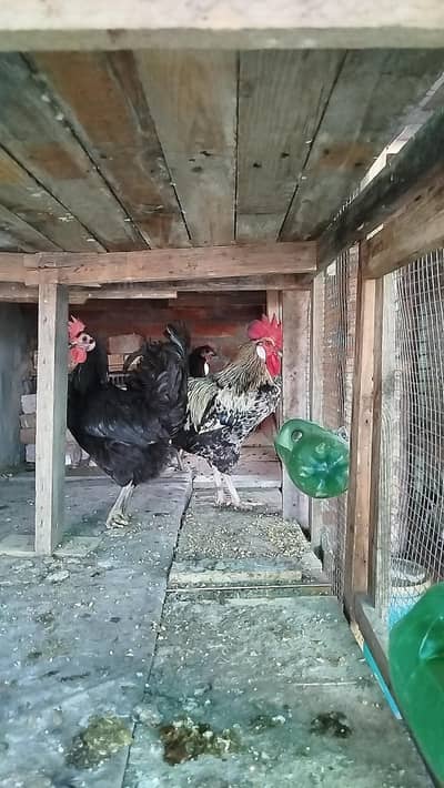 Egg laying hens