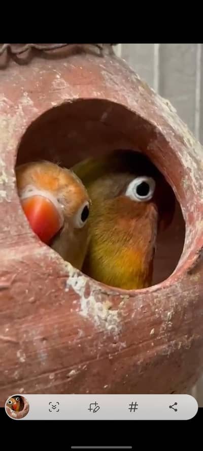 lovebirds breeder pair for sale