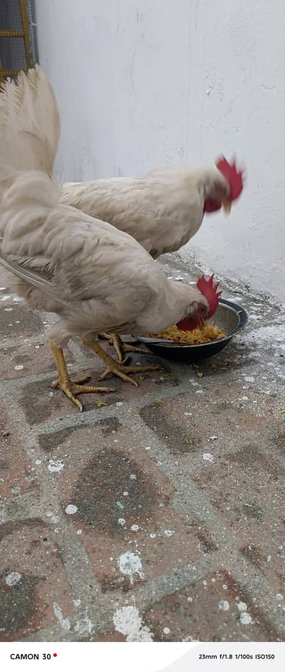 two males, Lehman white