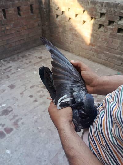 kamager madhi for sele