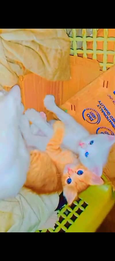 female male cats Yes, still available!