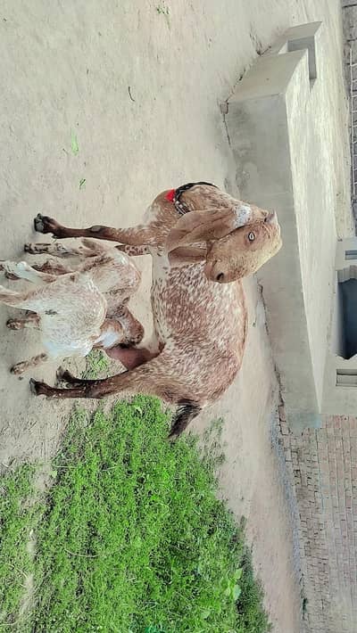 Desi Bakri Our 2 Bacchon Ka Sath Urgent For Sale/ 03487390292)