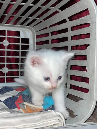 Beautiful cat urget sale