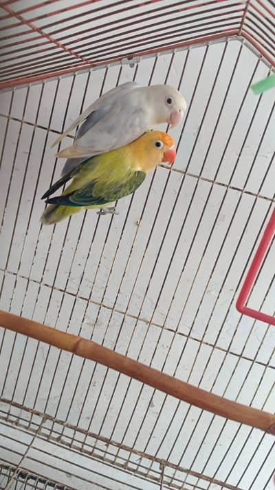 parblue opline palefellow