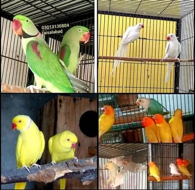 king bed 0301.3130804.