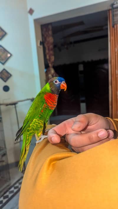 Lorry breeder and tame male