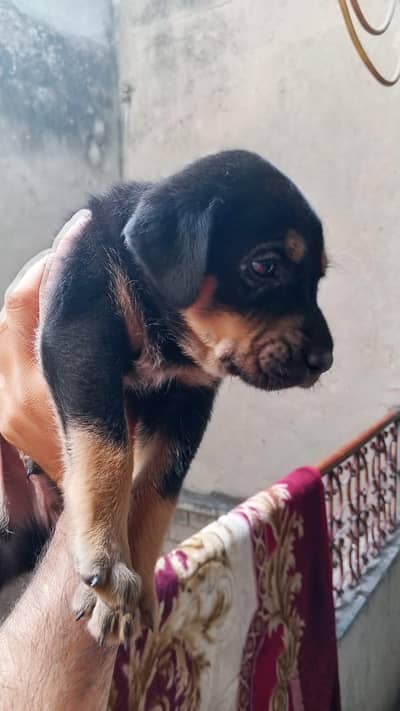 Rottweiler puppy for sale active  4 more details contact 03254007709
