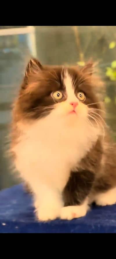 pure persian cats vaccinated triple coated WhatsApp 03316360929