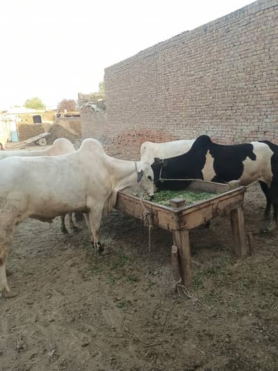 pure Fateh janghi 4 baill