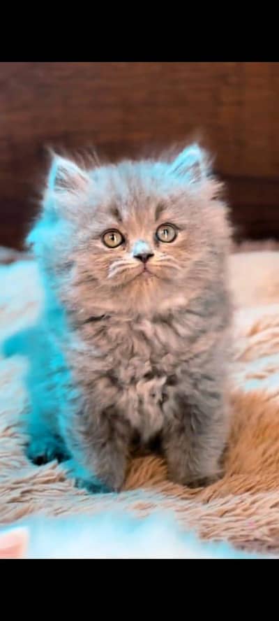 pure persian cats vaccinated triple coated WhatsApp 03316360929