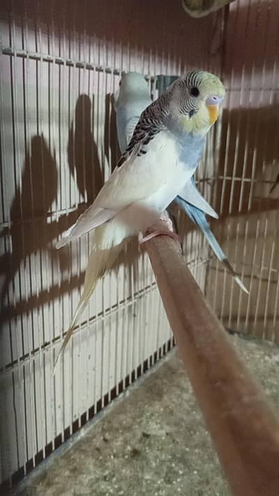 Budgies Young Pieces Good Quality ( Read Description)