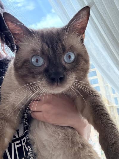 Siamese cat for sale