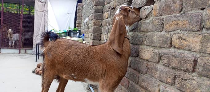 Makhi cheein bakri & path for sale 03455085421