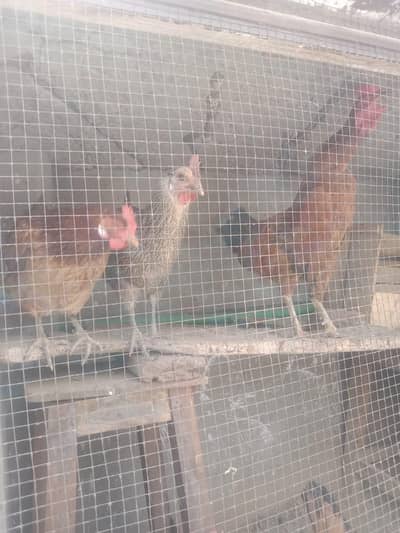 Golden Misri/ 1 Male / 5 Female 03706151400