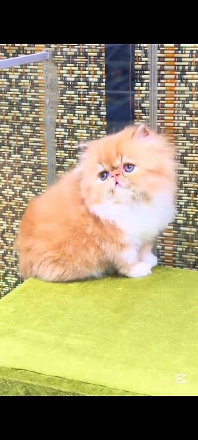 pure persian cats vaccinated triple coated WhatsApp 03316360929