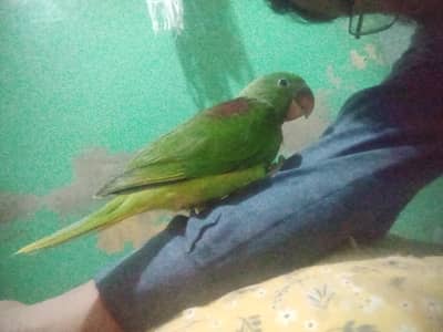 kashmiri raw parrot