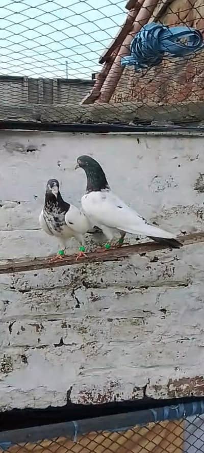 MashaAllah end level