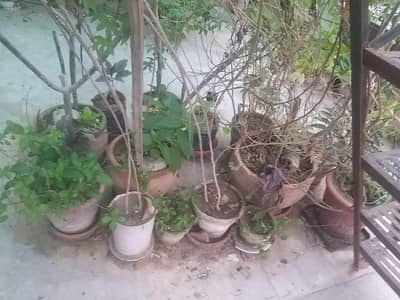 Green plants with Pot