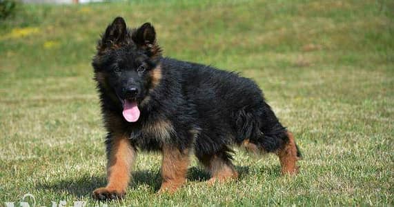 gurman Shaft Dog My WhatsApp 03411645404 (085@_&+$