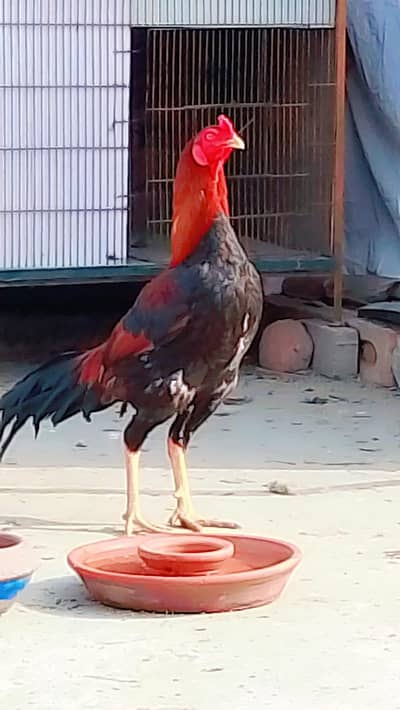 پاکستان اصیل مرغا بہت نایاب