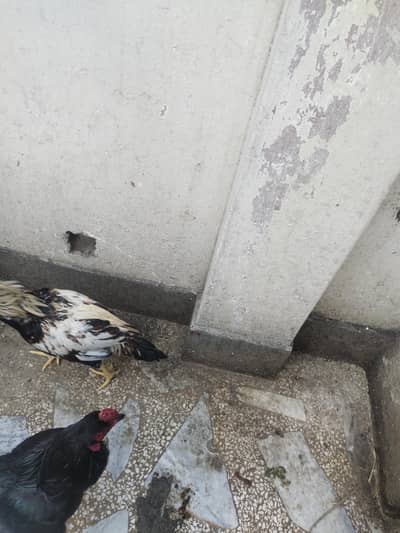 Aseel patha Available for sale