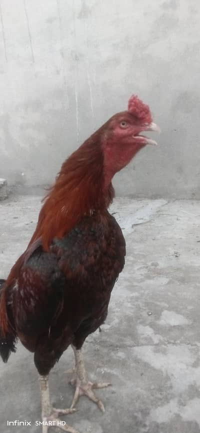 High quality  Laakha Murgha Strong and Tall, Whatsapp #03302061983