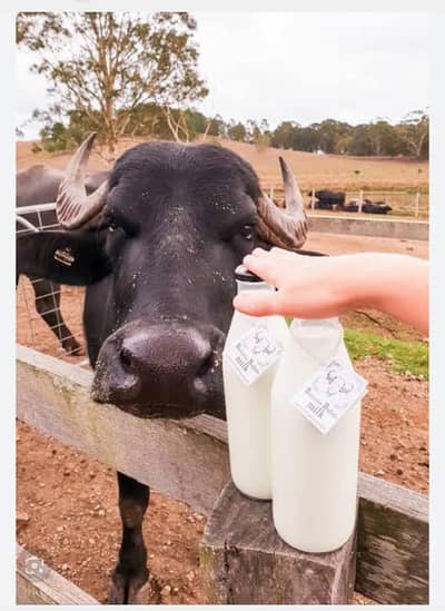 Fresh Pure milk ( 3.1. 3.8. 4.5. 2.4. 0.6. )