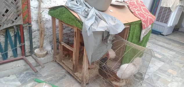 5 murge a day da Rahi hy 3 murgay 1bra pngra 3+6+4