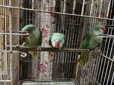 Raw baby pair v. active