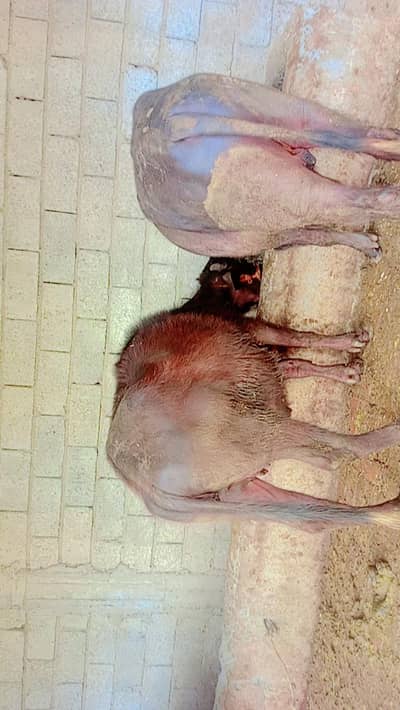 For Sale age 2 years 3 months