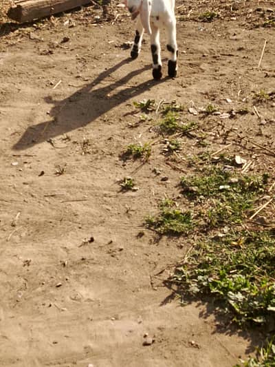 Goat with Female Kid