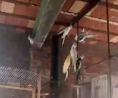 breeder pairs coctail