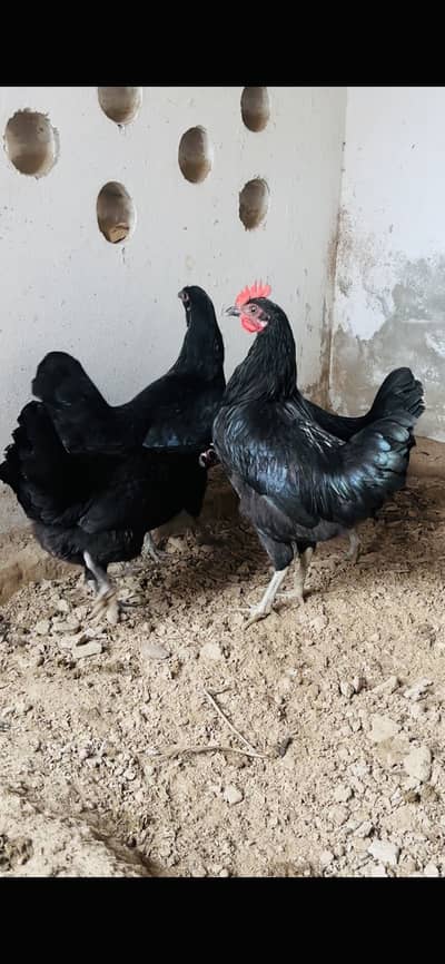Australorp 1 Male 3 Female (Ready to breed)