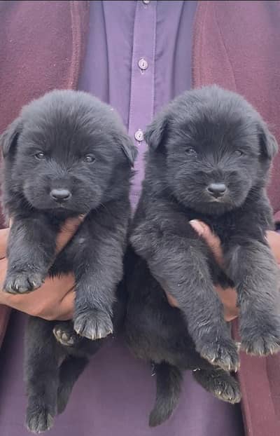 black German Shepherd proper long coat pair 2 month available for sale