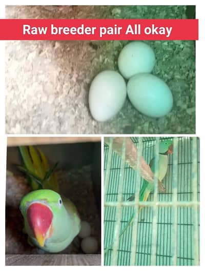 Raw parrot Or love birds breeder pairs