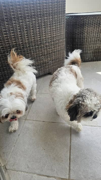 shitzu purebreed puppy pair for sale