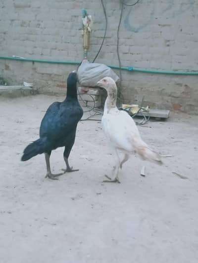 high quality 2 pathiya pure aseel