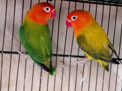 LOVER BIRDS SETUP FOR SALE