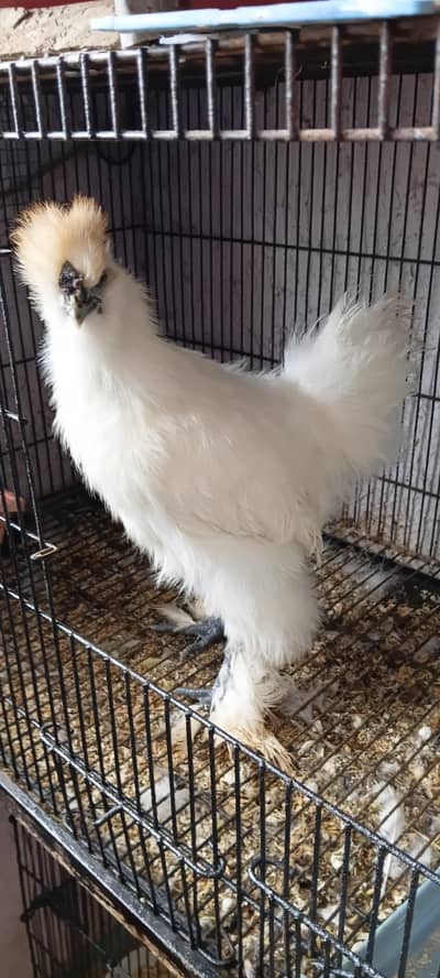 silky Male healty and active