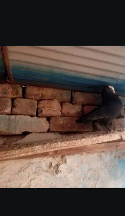 black mukhi breeder female