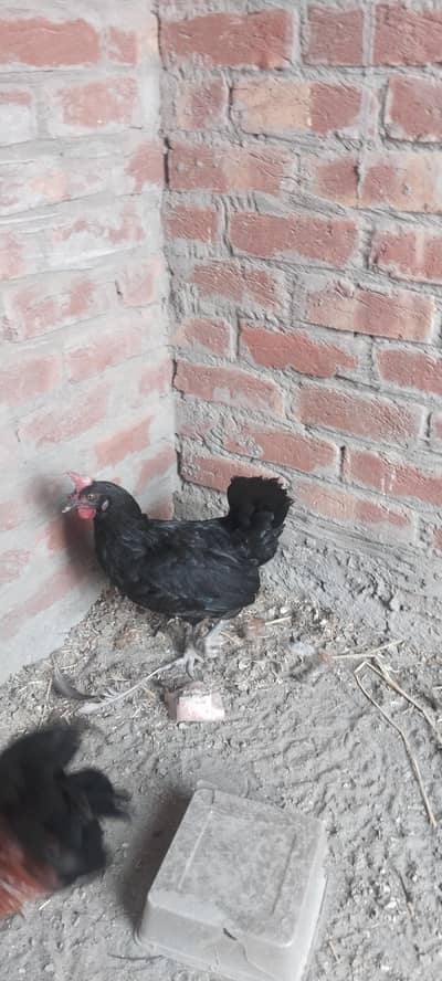 Andy deny wali black murgi