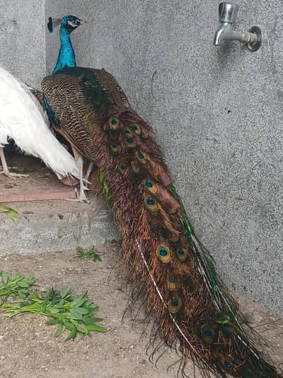 1 breader male and 1 male Blak and blue  pied pair for sell