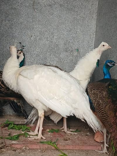 1 pair whit and 1 blue  pied pair for sell