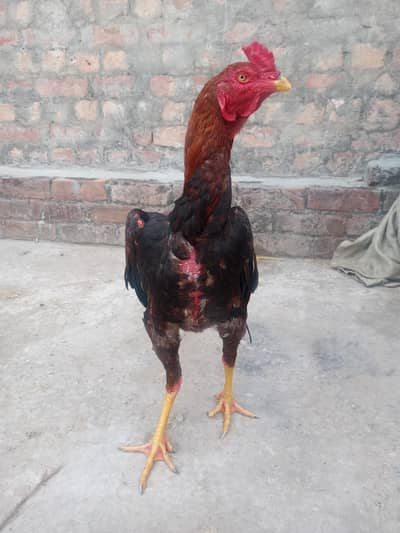 pure vait patha