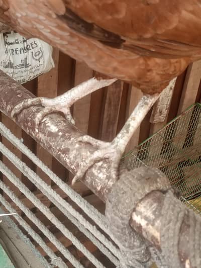 aseel murgi for sale