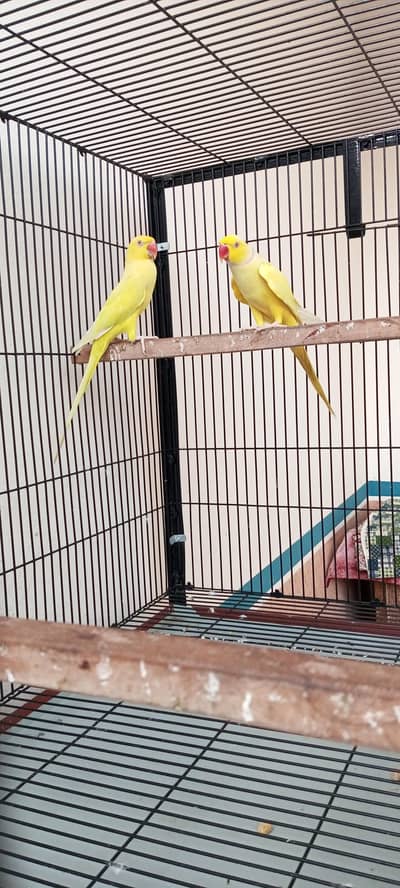 yellow ring neck pair